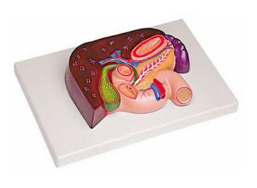 肝、胰、脾、十二指腸、胃模型